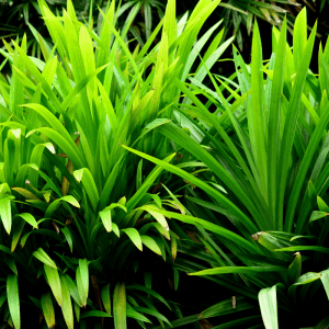 Pandanus